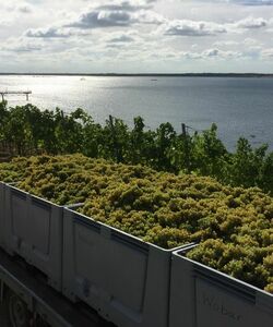 Panorama Weinlese am See